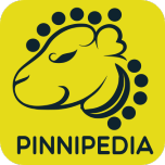 Pinnipedia small.png